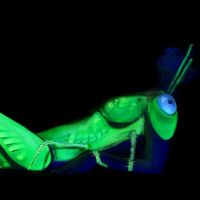UV Bodypainting Grasshopper