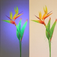 Bird-of-Paradise-uv-painting