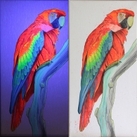 Macaw-Parrot-uv-painting